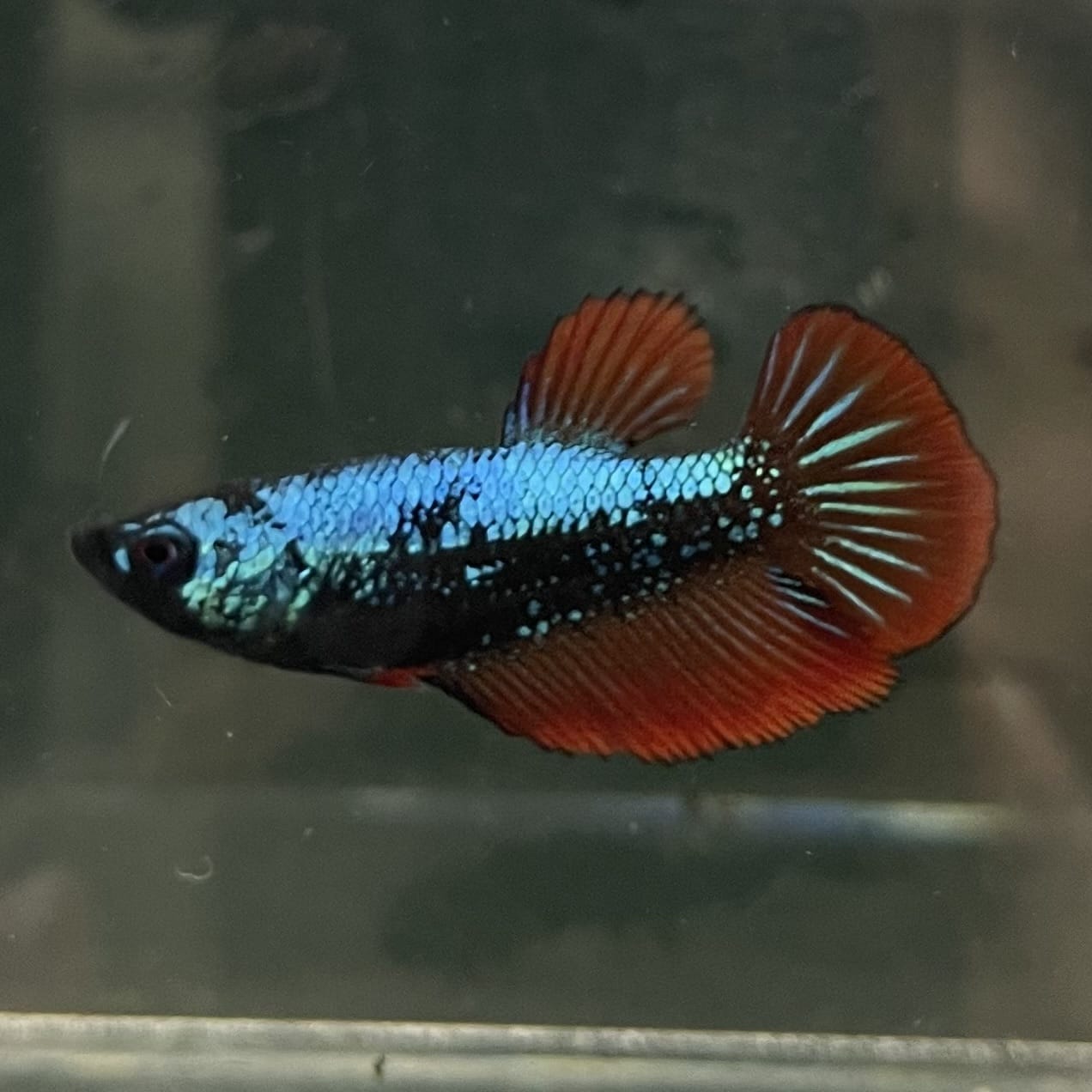 the-fish-farm Female Betta Female Betta - One Only - F Choose your own Female Betta at The Fish Farm Australia