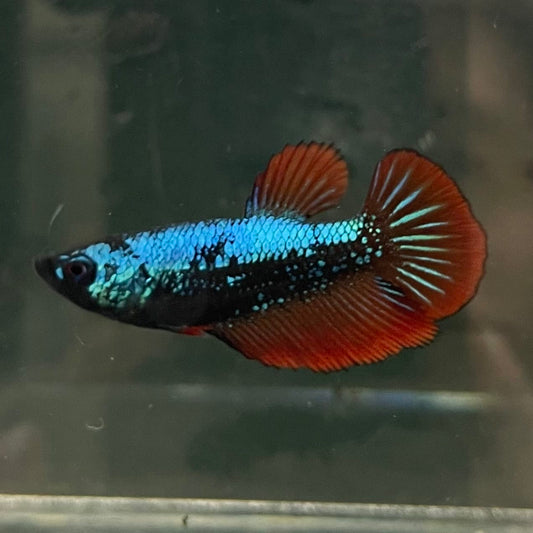 the-fish-farm Female Betta Female Betta - One Only - F Choose your own Female Betta at The Fish Farm Australia