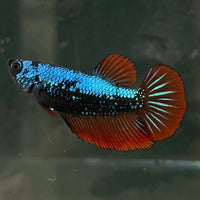 the-fish-farm Female Betta Female Betta - One Only - F Choose your own Female Betta at The Fish Farm Australia