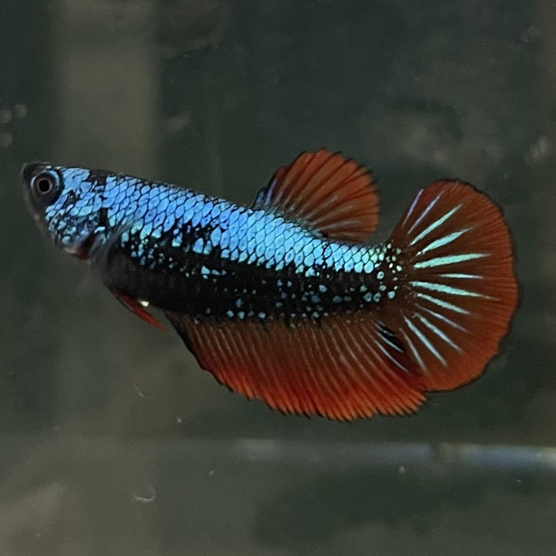the-fish-farm Female Betta Female Betta - One Only - F Choose your own Female Betta at The Fish Farm Australia