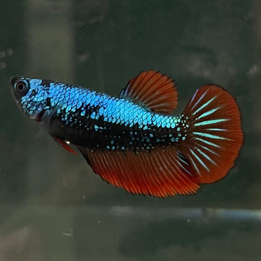 the-fish-farm Female Betta Female Betta - One Only - F Choose your own Female Betta at The Fish Farm Australia