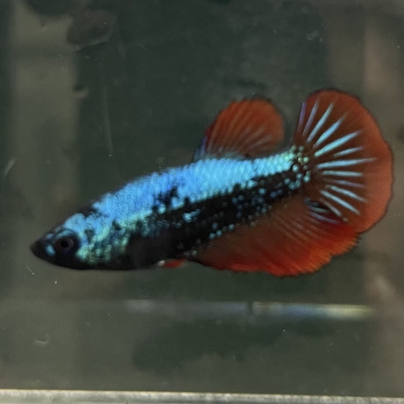 the-fish-farm Female Betta Female Betta - One Only - F Choose your own Female Betta at The Fish Farm Australia