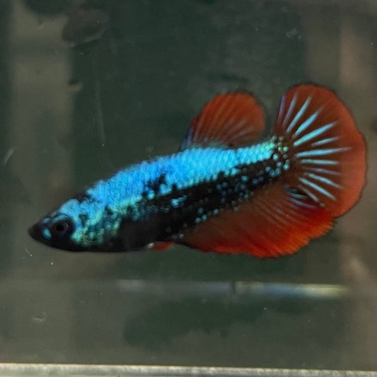 the-fish-farm Female Betta Female Betta - One Only - F Choose your own Female Betta at The Fish Farm Australia