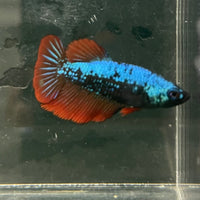 the-fish-farm Female Betta Female Betta - One Only - F Choose your own Female Betta at The Fish Farm Australia