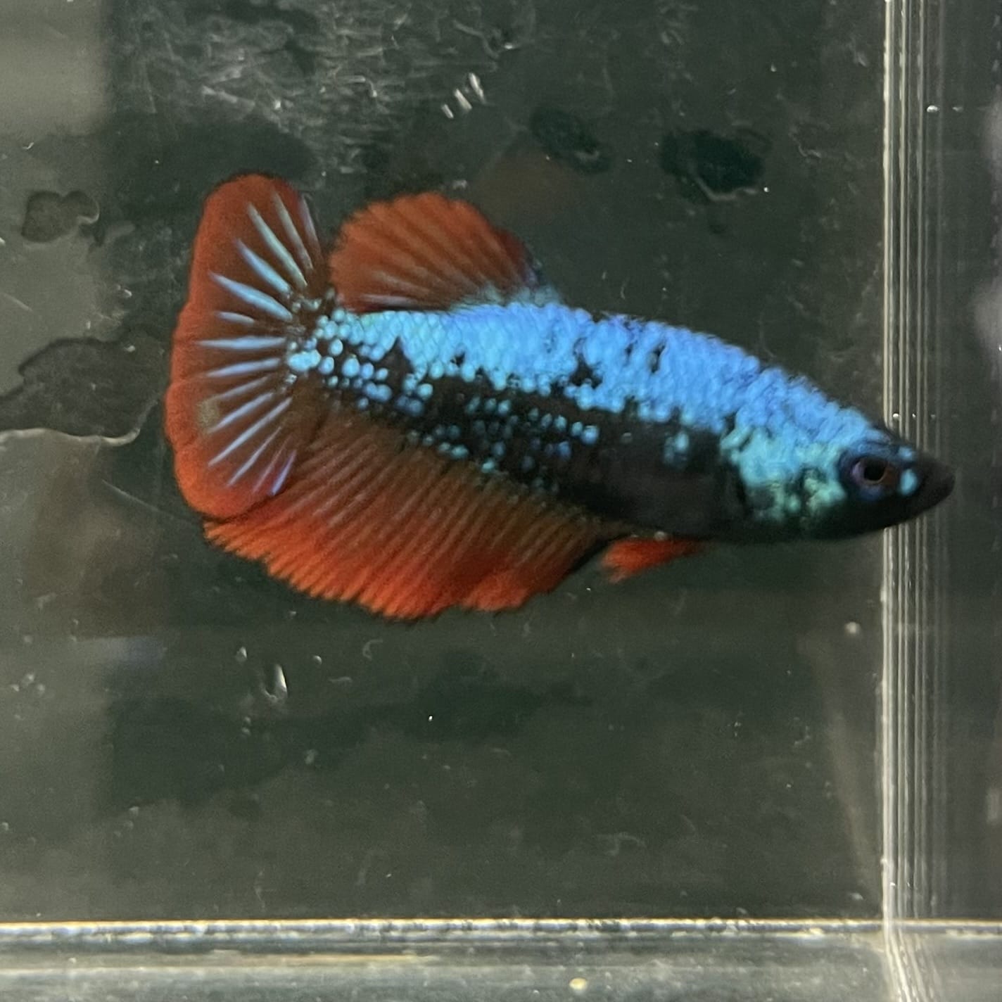 the-fish-farm Female Betta Female Betta - One Only - F Choose your own Female Betta at The Fish Farm Australia