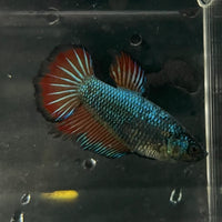 the-fish-farm Female Betta Female Betta - One Only - F Choose your own Female Betta at The Fish Farm Australia