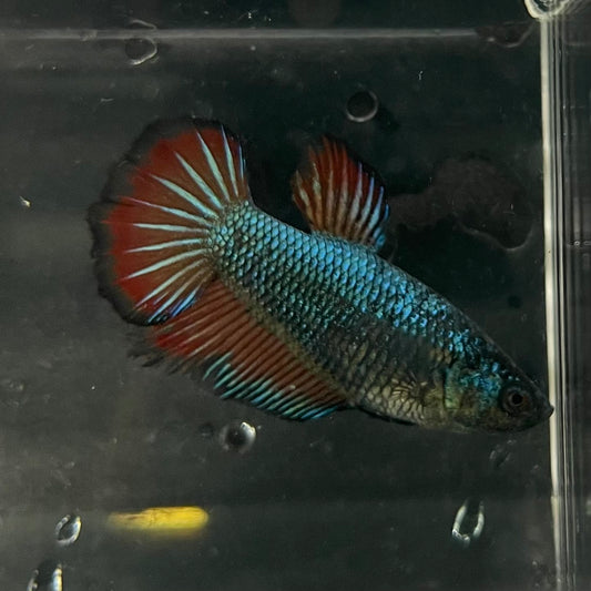 the-fish-farm Female Betta Female Betta - One Only - F Choose your own Female Betta at The Fish Farm Australia