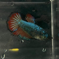 the-fish-farm Female Betta Female Betta - One Only - F Choose your own Female Betta at The Fish Farm Australia