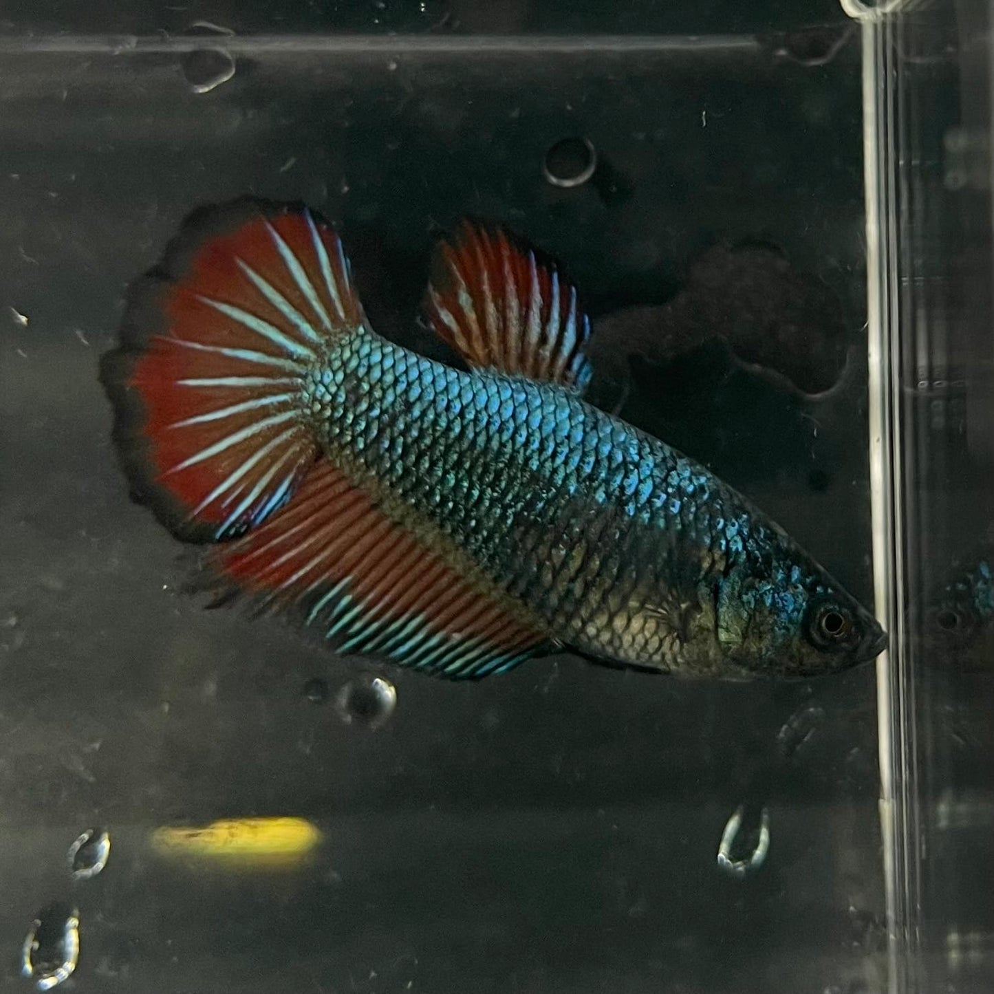 the-fish-farm Female Betta Female Betta - One Only - F Choose your own Female Betta at The Fish Farm Australia
