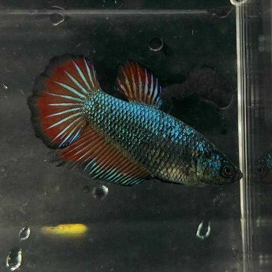 the-fish-farm Female Betta Female Betta - One Only - F Choose your own Female Betta at The Fish Farm Australia
