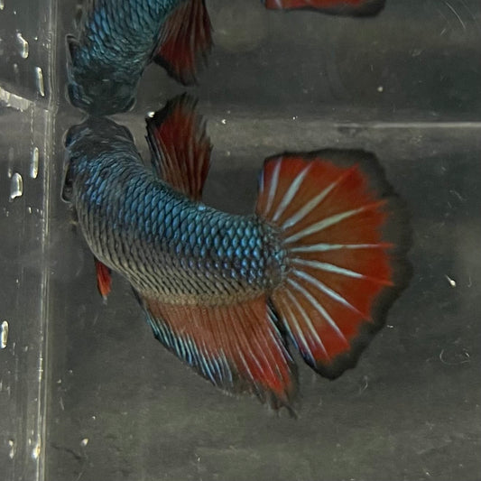 the-fish-farm Female Betta Female Betta - One Only - F Choose your own Female Betta at The Fish Farm Australia