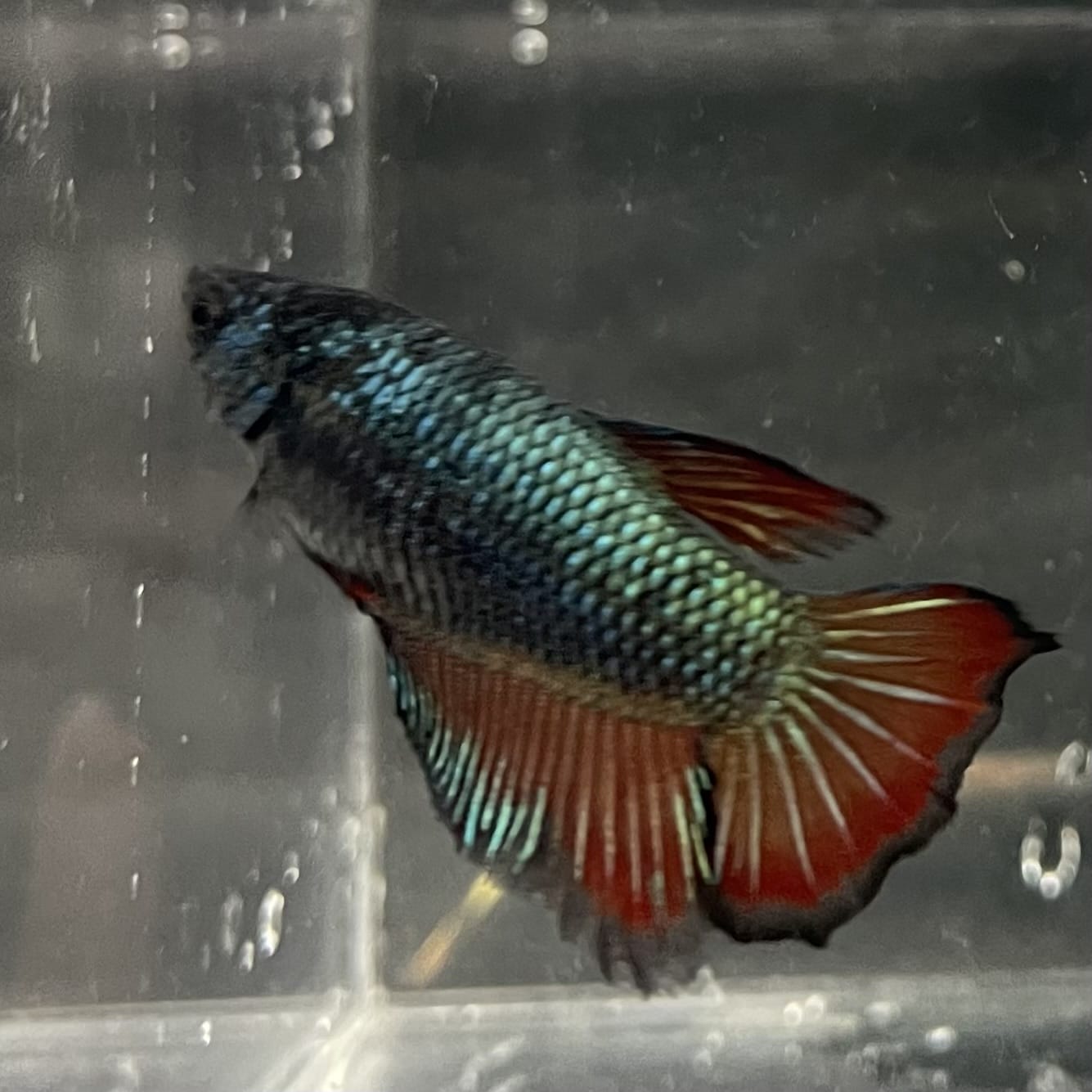 the-fish-farm Female Betta Female Betta - One Only - F Choose your own Female Betta at The Fish Farm Australia