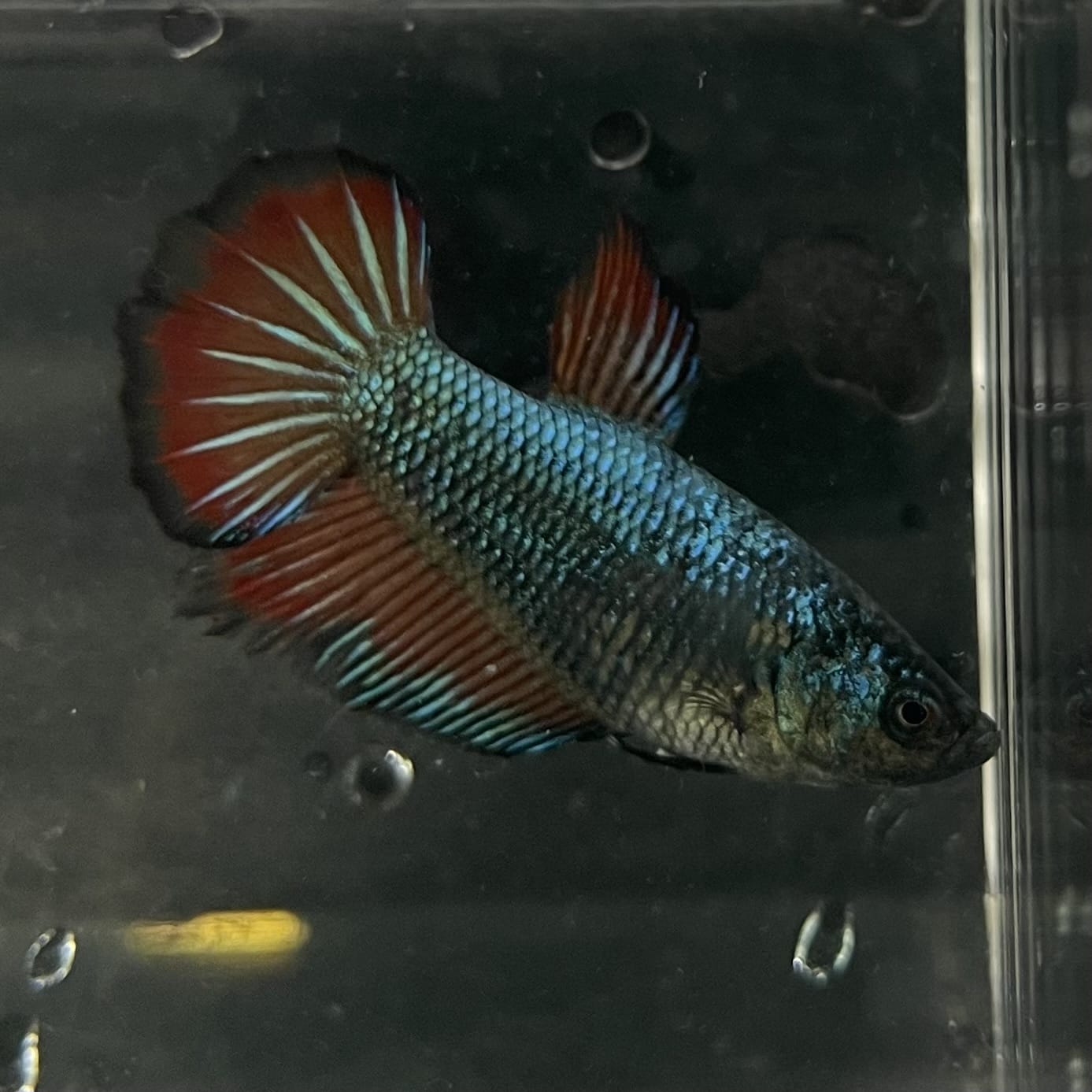 the-fish-farm Female Betta Female Betta - One Only - F Choose your own Female Betta at The Fish Farm Australia
