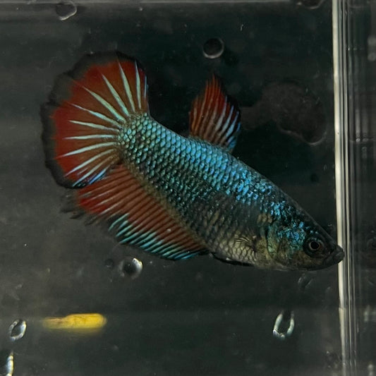 the-fish-farm Female Betta Female Betta - One Only - F Choose your own Female Betta at The Fish Farm Australia