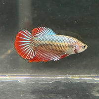 the-fish-farm Female Betta Female Betta - One Only - F Choose your own Female Betta at The Fish Farm Australia