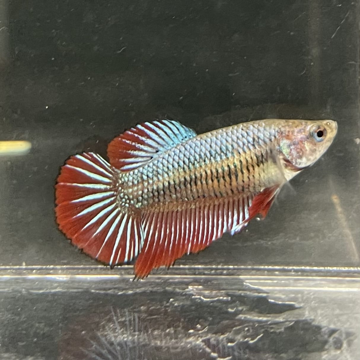 the-fish-farm Female Betta Female Betta - One Only - F Choose your own Female Betta at The Fish Farm Australia