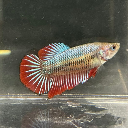 the-fish-farm Female Betta Female Betta - One Only - F Choose your own Female Betta at The Fish Farm Australia