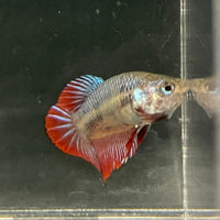 the-fish-farm Female Betta Female Betta - One Only - F Choose your own Female Betta at The Fish Farm Australia