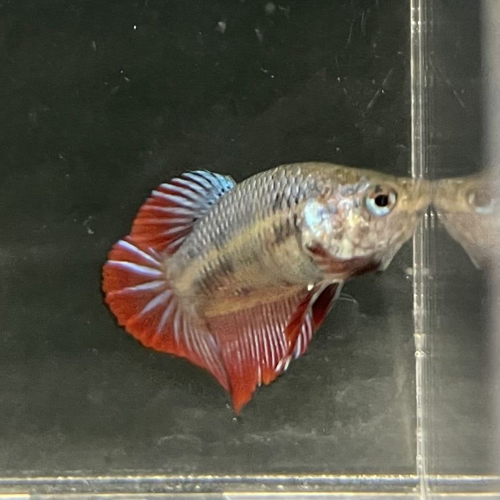 the-fish-farm Female Betta Female Betta - One Only - F Choose your own Female Betta at The Fish Farm Australia