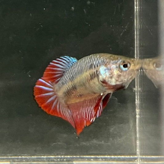 the-fish-farm Female Betta Female Betta - One Only - F Choose your own Female Betta at The Fish Farm Australia