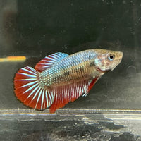 the-fish-farm Female Betta Female Betta - One Only - F Choose your own Female Betta at The Fish Farm Australia