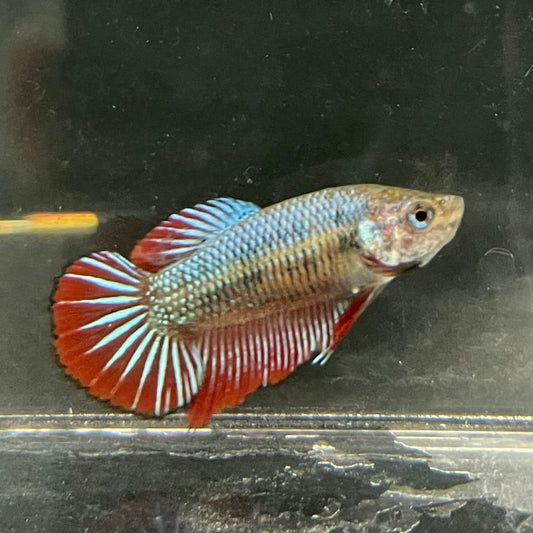 the-fish-farm Female Betta Female Betta - One Only - F Choose your own Female Betta at The Fish Farm Australia