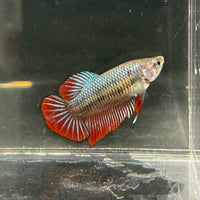 the-fish-farm Female Betta Female Betta - One Only - F Choose your own Female Betta at The Fish Farm Australia