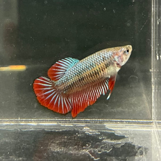 the-fish-farm Female Betta Female Betta - One Only - F Choose your own Female Betta at The Fish Farm Australia