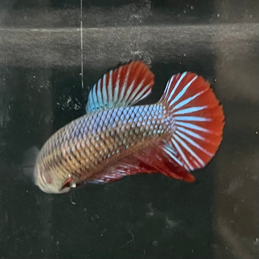 the-fish-farm Female Betta Female Betta - One Only - F Choose your own Female Betta at The Fish Farm Australia