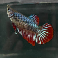 the-fish-farm Female Betta Female Betta - One Only - F Choose your own Female Betta at The Fish Farm Australia