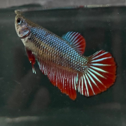 the-fish-farm Female Betta Female Betta - One Only - F Choose your own Female Betta at The Fish Farm Australia