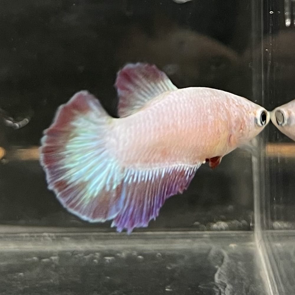 the-fish-farm Female Betta Female Betta - One Only - F Choose your own Female Betta at The Fish Farm Australia