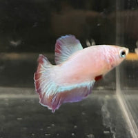 the-fish-farm Female Betta Female Betta - One Only - F Choose your own Female Betta at The Fish Farm Australia