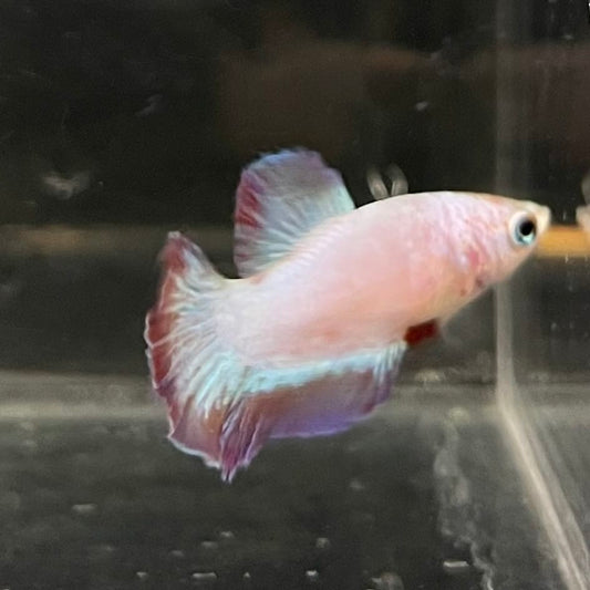 the-fish-farm Female Betta Female Betta - One Only - F Choose your own Female Betta at The Fish Farm Australia