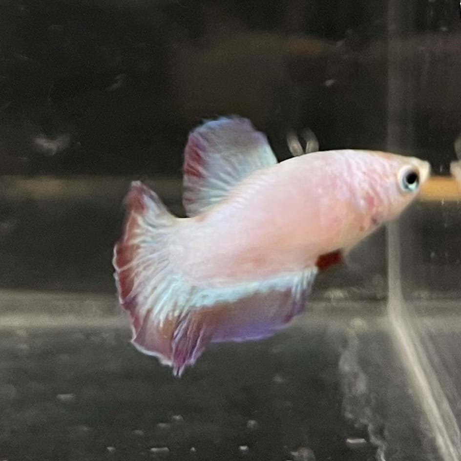 the-fish-farm Female Betta Female Betta - One Only - F Choose your own Female Betta at The Fish Farm Australia