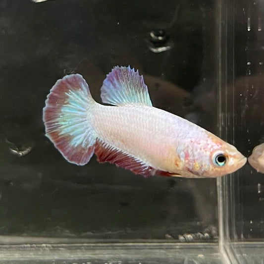 the-fish-farm Female Betta Female Betta - One Only - F Choose your own Female Betta at The Fish Farm Australia