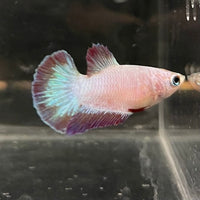 the-fish-farm Female Betta Female Betta - One Only - F Choose your own Female Betta at The Fish Farm Australia