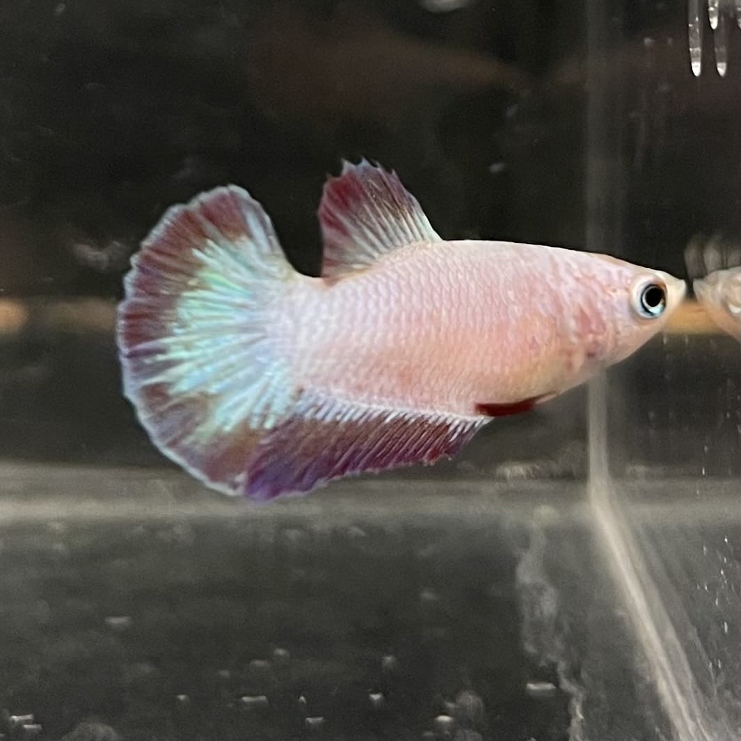 the-fish-farm Female Betta Female Betta - One Only - F Choose your own Female Betta at The Fish Farm Australia