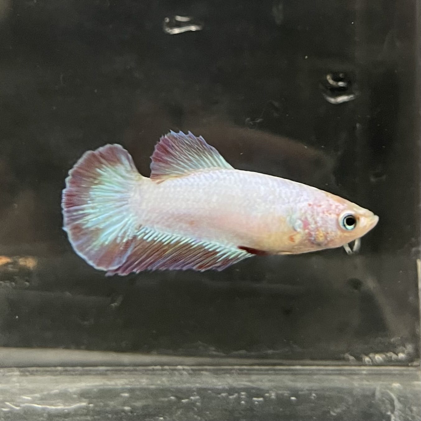 the-fish-farm Female Betta Female Betta - One Only - F Choose your own Female Betta at The Fish Farm Australia