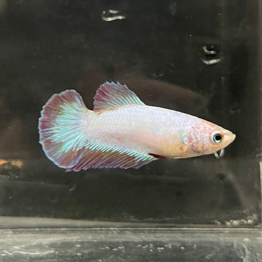 the-fish-farm Female Betta Female Betta - One Only - F Choose your own Female Betta at The Fish Farm Australia