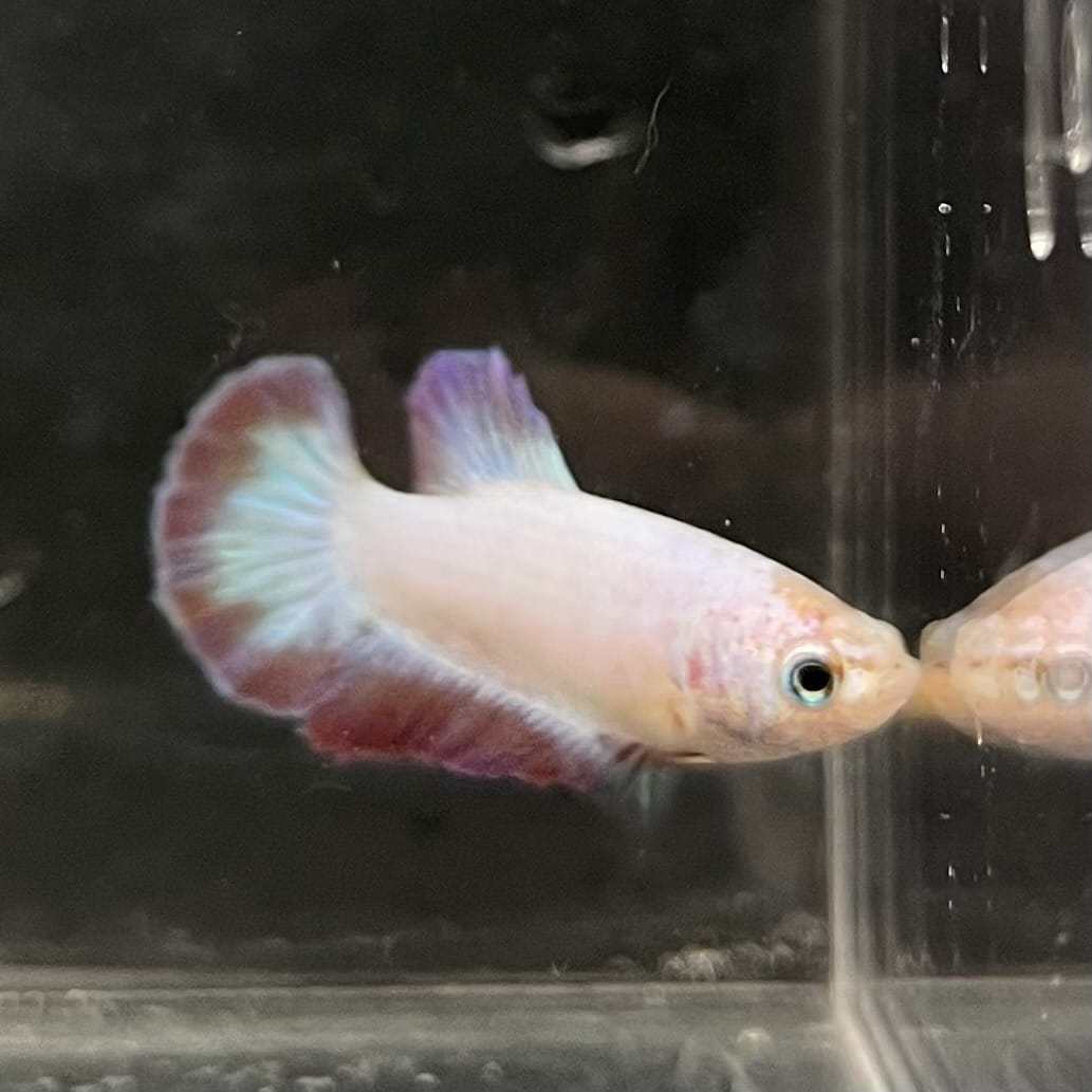 the-fish-farm Female Betta Female Betta - One Only - F Choose your own Female Betta at The Fish Farm Australia