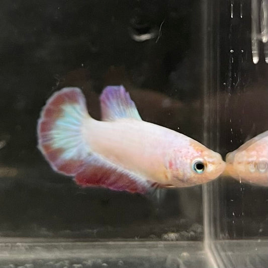 the-fish-farm Female Betta Female Betta - One Only - F Choose your own Female Betta at The Fish Farm Australia