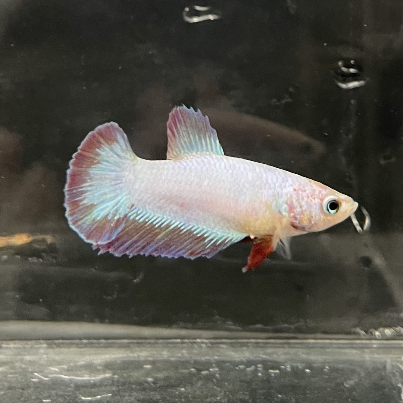 the-fish-farm Female Betta Female Betta - One Only - F Choose your own Female Betta at The Fish Farm Australia