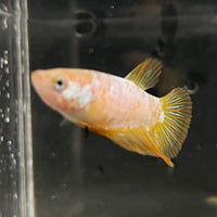 the-fish-farm Female Betta Female Betta - One Only - F Choose your own Female Betta at The Fish Farm Australia