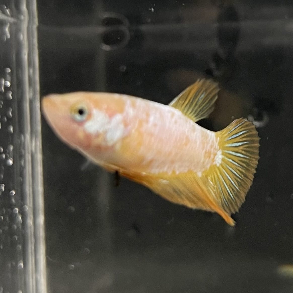 the-fish-farm Female Betta Female Betta - One Only - F Choose your own Female Betta at The Fish Farm Australia