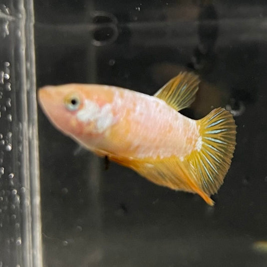 the-fish-farm Female Betta Female Betta - One Only - F Choose your own Female Betta at The Fish Farm Australia