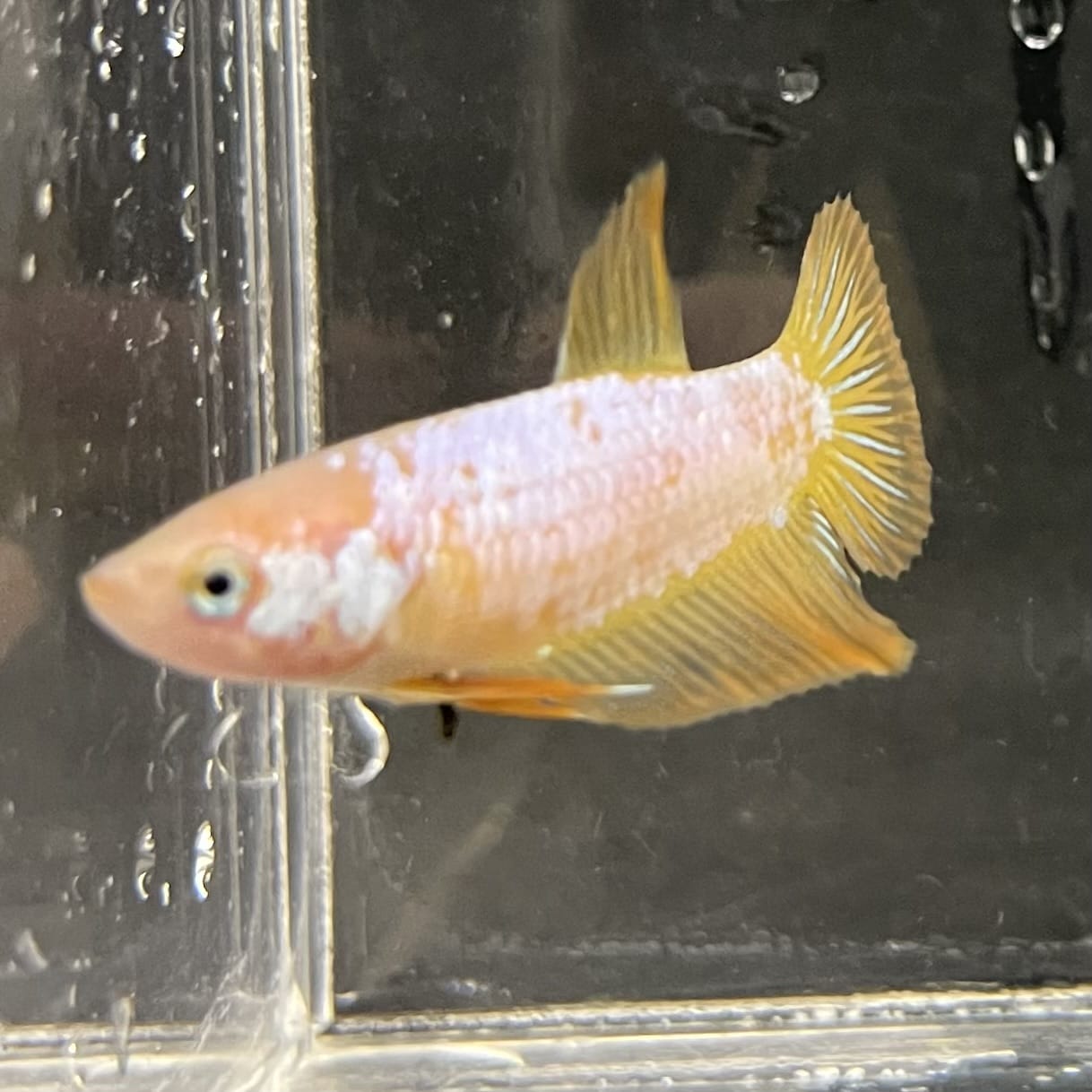 the-fish-farm Female Betta Female Betta - One Only - F Choose your own Female Betta at The Fish Farm Australia
