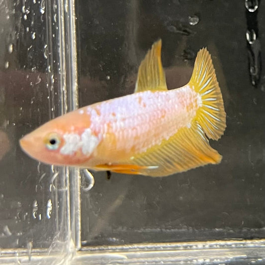 the-fish-farm Female Betta Female Betta - One Only - F Choose your own Female Betta at The Fish Farm Australia