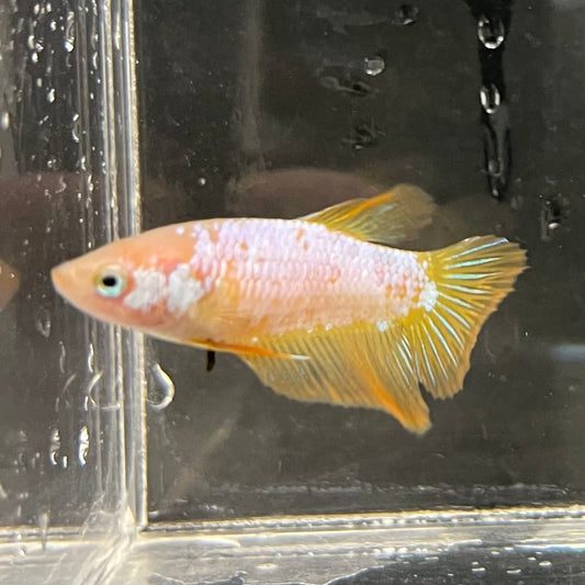 the-fish-farm Female Betta Female Betta - One Only - F Choose your own Female Betta at The Fish Farm Australia