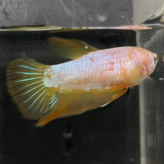 the-fish-farm Female Betta Female Betta - One Only - F Choose your own Female Betta at The Fish Farm Australia